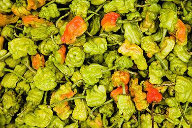 高难2D平台跳跃跑酷游戏《变色龙》8月18日发售